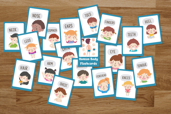 Human Body Understanding through flashcards