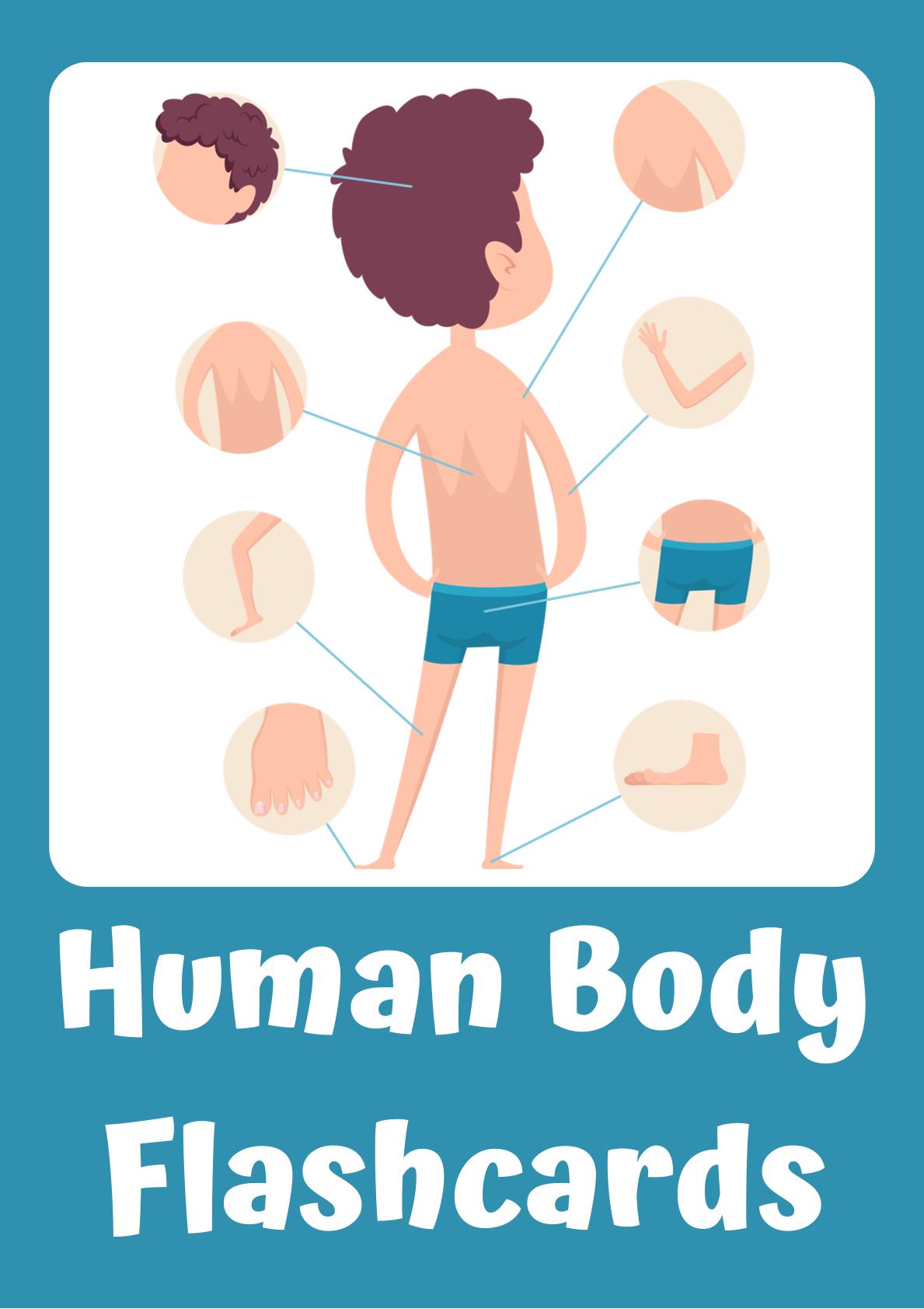 Human Body Understanding through flashcards