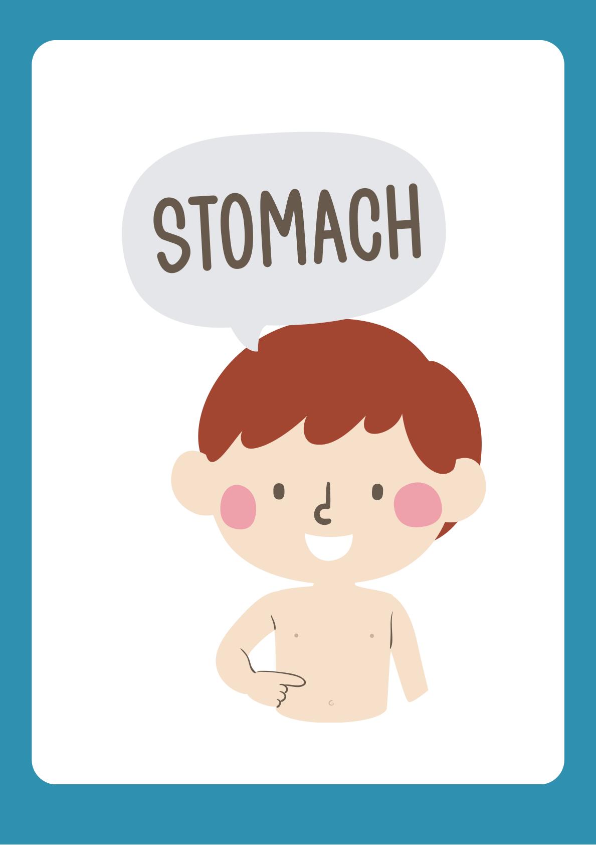 Human Body Understanding through flashcards